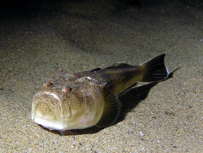 Fisch nachts.jpg - OLYMPUS DIGITAL CAMERA